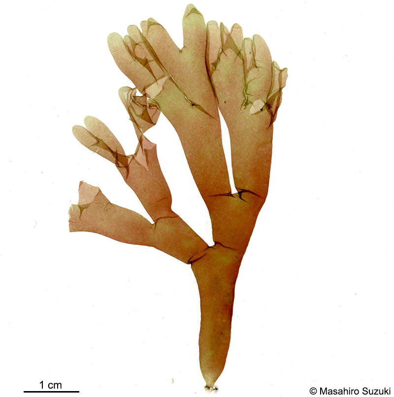 ヌラクサ Sebdenia flabellata